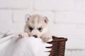 Cute small puppy siberian husky in brown rotang basket on white Royalty Free Stock Photo