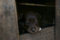 Cute small puppy in wooden kennel. Friendly dog