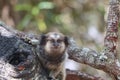 Cute small pygmy marmoset monkey on a tree in the forest