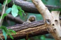 Cute small pygmy marmoset on a tree