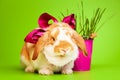 Cute small rabbit with bow on green background Royalty Free Stock Photo