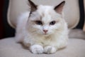 Cute, small Ragdoll cat. Royalty Free Stock Photo