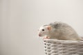 Cute rat in basket against light background Royalty Free Stock Photo