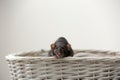 Cute rat in basket against light background Royalty Free Stock Photo