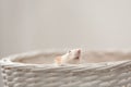 Cute small rat in basket Royalty Free Stock Photo