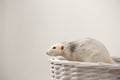 Cute small rat in basket against light background Royalty Free Stock Photo