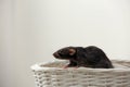 Cute small rat in basket against background Royalty Free Stock Photo