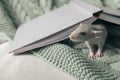 Cute small rat and book on green knitted plaid Royalty Free Stock Photo