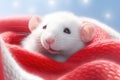 Cute small rat wrapped in knitted plaid. Cute funny mouse under knitted blanket