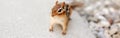 Cute small red brown chipmunk looking at camera. Yellow ground squirrel chipmunk Tamias striatus in natural habitat. Wild animal Royalty Free Stock Photo