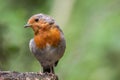 Cute, small robin bird perched atop a wooden tree stump in a picturesque forest setting Royalty Free Stock Photo