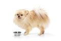 Cute small sand color pomeranian Spitz, doggy or pet standing near bowl isolated over white background. Concept of Royalty Free Stock Photo