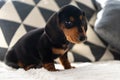 Cute small sausage dog 10 weeks old on the sofa indoor