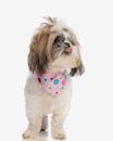 cute small shih tzu dog with pink bandana looking up and panting Royalty Free Stock Photo