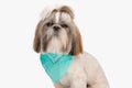 cute small shih tzu dog wearing blue bandana and sitting