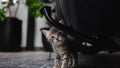 Cute small shy baby kitten looking at the camera. Royalty Free Stock Photo