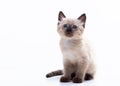 A cute small Siamese kitten with blue eyes sits on a white background and looks into the camera. Photo for advertising a Royalty Free Stock Photo