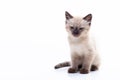 A cute small Siamese kitten with blue eyes sits on a white background and looks into the camera. Photo for advertising a Royalty Free Stock Photo