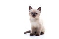 A cute small Siamese kitten with blue eyes sits on a white background and looks into the camera. Photo for advertising a Royalty Free Stock Photo