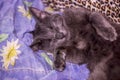 A cute small sleeping grey kitten portrait Royalty Free Stock Photo