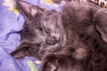 A cute small sleeping grey kitten portrait Royalty Free Stock Photo