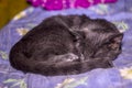 A cute small sleeping grey kitten portrait Royalty Free Stock Photo