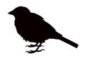 A sparrow body black color silhouette vector