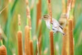 Cute small streaked weaver perched on a reed