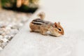 Cute small striped brown chipmunk eating food seeds. Yellow ground squirrel chipmunk eating feeding grains and hiding stockpile Royalty Free Stock Photo