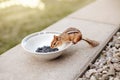 Cute small striped brown chipmunk eating sunflower seeds from plate. Yellow ground squirrel chipmunk Tamias striatus in natural Royalty Free Stock Photo