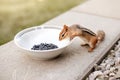 Cute small striped brown chipmunk eating sunflower seeds from plate. Yellow ground squirrel chipmunk Tamias striatus in natural Royalty Free Stock Photo