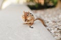 Cute small striped brown chipmunk eating sunflower seeds. Yellow ground squirrel chipmunk eating feeding grains and hiding Royalty Free Stock Photo