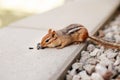 Cute small striped brown chipmunk eating sunflower seeds. Yellow ground squirrel chipmunk Tamias striatus in natural habitat Royalty Free Stock Photo