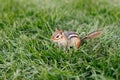 Cute small striped brown chipmunk sitting in green grass. Yellow ground squirrel chipmunk Tamias striatus in natural habitat. Wild Royalty Free Stock Photo