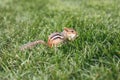 Cute small striped brown chipmunk sitting in green grass. Yellow ground squirrel chipmunk Tamias striatus in natural habitat. Wild Royalty Free Stock Photo