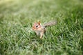 Cute small striped red brown chipmunk sitting in green grass. Yellow ground squirrel chipmunk Tamias striatus in natural habitat. Royalty Free Stock Photo