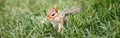 Cute small striped red brown chipmunk sitting in green grass. Yellow ground squirrel chipmunk Tamias striatus in natural habitat.