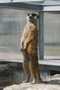 Cute small Suricate or meerkat watch guard Royalty Free Stock Photo