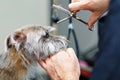 Small terrier dog being groomed Royalty Free Stock Photo