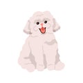 Cute small toy dog of Bichon frize breed. Happy fluffy puppy. Smiling adorable funny pup. Purebred little canine animal