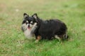 Cute small tricolour dog, longhaired  chi hua hua, friendly looks into the camera Royalty Free Stock Photo