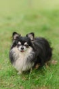 Cute small tricolour dog, longhaired  chi hua hua, friendly looks into the camera Royalty Free Stock Photo