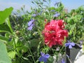 Cute small urban flowering garden on the balcony. Blue lobelia and bright pink petunia flowers grow in pot Royalty Free Stock Photo