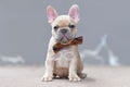 Cute small 7 weeks lilac fawn colored French Bulldog dog puppy wearing a bow tie sitting in front of gray wall