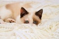 A cute small white brown kitten, British Shorthair, peeks out from behind a soft lace plaid. Little beautiful cat with blue eyes l