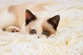 A cute small white brown kitten, British Shorthair, peeks out from behind a soft lace plaid. Little beautiful cat with blue eyes