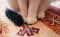 Cute small white cat's paws as concept of taking care of pets  home claws Royalty Free Stock Photo
