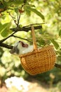 Cute small white and gray kitten resting in the basket Royalty Free Stock Photo