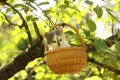 Cute small white and gray kitten resting in the basket Royalty Free Stock Photo