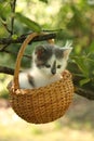 Cute small white and gray kitten resting in the basket Royalty Free Stock Photo